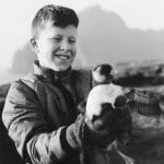 puffins