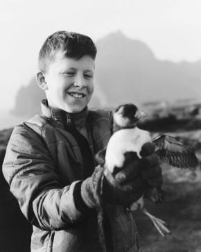 puffins