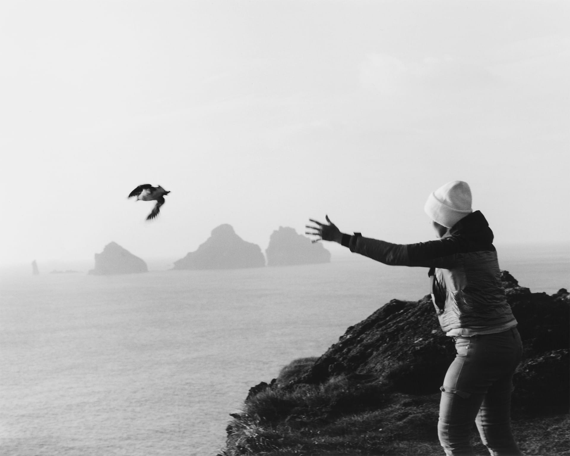 puffins