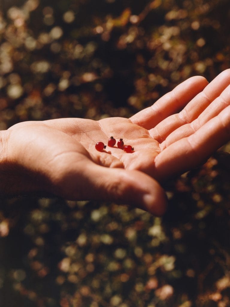 daminelli sardinia seeds
