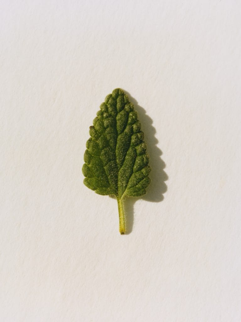 daminelli sardinia seeds
